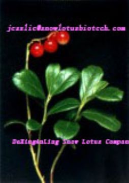 Lingonberry Extract